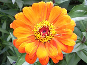 orange flower