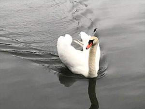swan